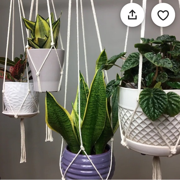 Minimalist Macrame Plant Hanger - 60” - Picture 3 of 6